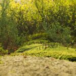 resized_37_fallback